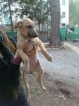 cuccioli3mesi1