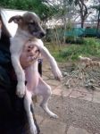 cuccioli3mesi2
