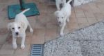 cuccioli_2_m_1_F_13