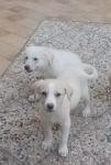 cuccioli_2_m_1_F_27