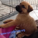 cuccioli_458-462-152