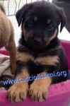 cuccioli_458-462-153