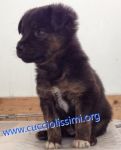 cuccioli_458-462-154