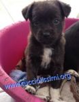 cuccioli_458-462-155