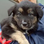 cuccioli_5