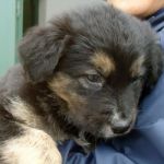 cuccioli_6
