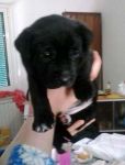 cuccioli_India