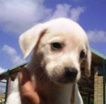 cuccioli_RAD_S2020823_maschio_-_Copia