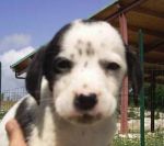 cuccioli_RUDY_S2020825_maschio_-_Copia_copy