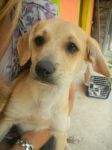 cuccioli_Sally