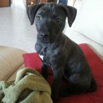 cuccioli_acilia_5