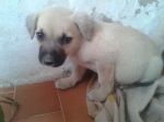 cuccioli_aragona2