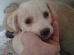 cuccioli_aragona3