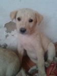 cuccioli_aragona5