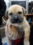 cuccioli_biscotto