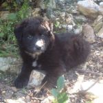 cuccioli_carboncino1