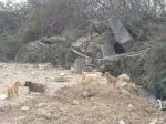 cuccioli_cave6