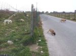 cuccioli_cave_ok7