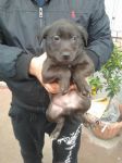 cuccioli_cerveteri