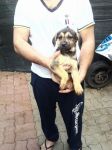 cuccioli_cerveteri4
