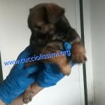 cuccioli_di_matricole_106-15_e_107-15_1