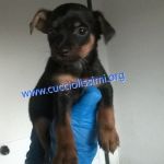cuccioli_di_matricole_106-15_e_107-15_3