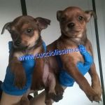 cuccioli_di_matricole_106-15_e_107-15_6