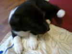 cuccioli_fab2