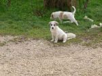 cuccioli_genazzano1