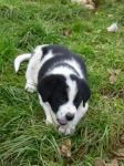 cuccioli_genazzano2