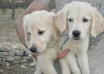 cuccioli_golden1
