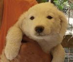 cuccioli_maggio19718_f