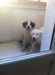 cuccioli_maremmani2