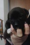 cuccioli_margot1