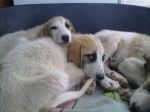 cuccioli_mastini1