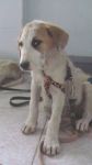 cuccioli_mastini5
