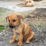 cuccioli_montecompatri_1