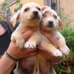 cuccioli_montecompatri_2