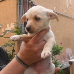 cuccioli_montecompatri_3