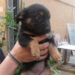 cuccioli_montecompatri_4