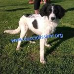cuccioli_muratella1