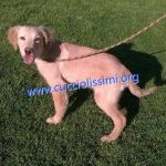 cuccioli_muratella2