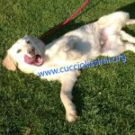 cuccioli_muratella3