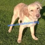 cuccioli_muratella4