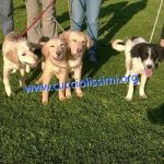 cuccioli_muratella5