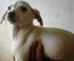 cuccioli_nel_cartone_tendilazampa_2