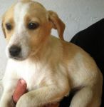 cuccioli_nel_cartone_tendilazampa_3
