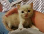 cuccioli_orfani2