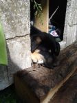 cuccioli_rieti1