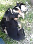 cuccioli_rieti2